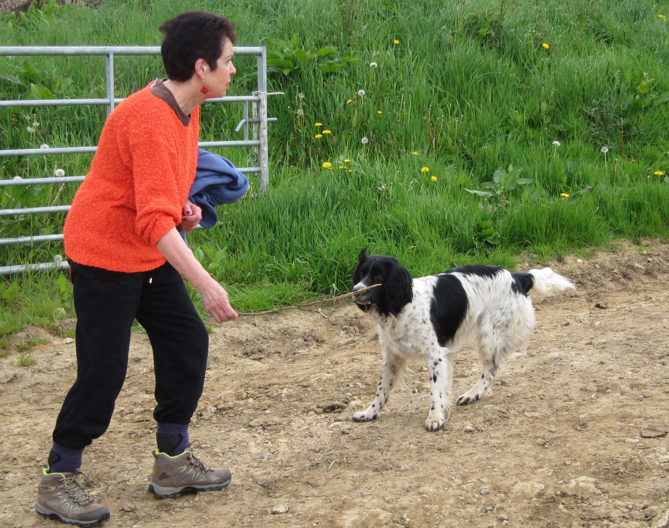 Three-legged_dog_arp