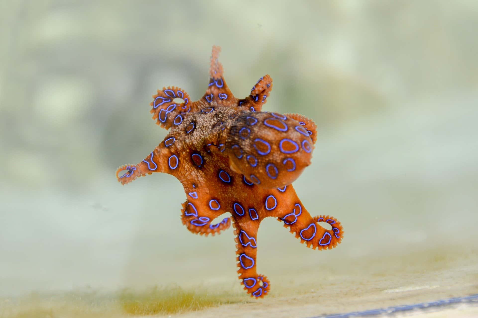 blue-ringed-octopus-2414408_1920