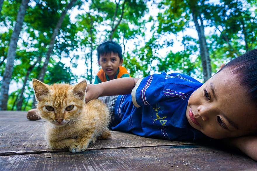cat-kids-play-animals-kid-s-kitten-boy-child