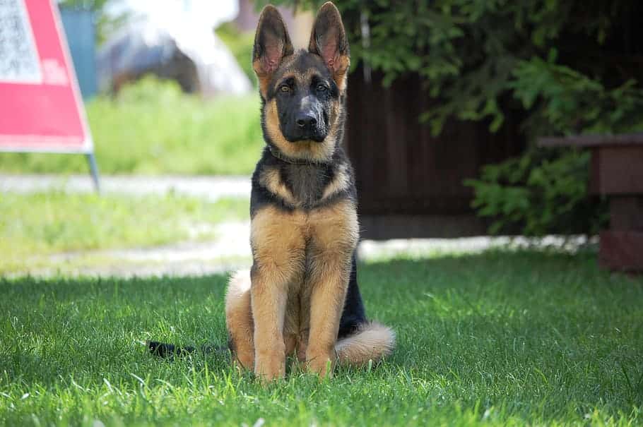 german-shepherd-dog-alsatian