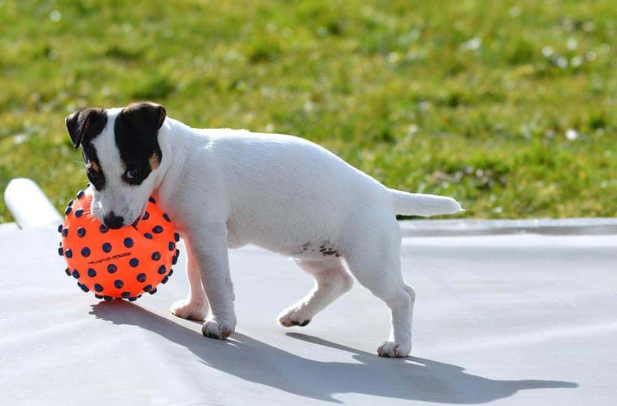 jack-russel-ball-play-puppy-cute-garden
