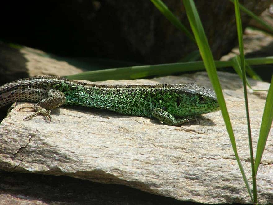 lizard-sand-lizard-animals-nature-green-stone-summer-plant