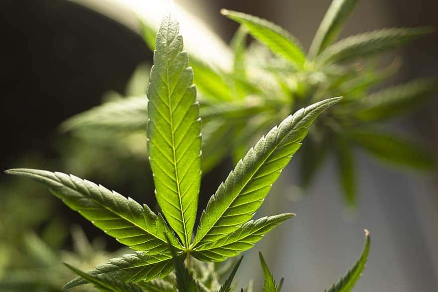 marijuana-leaf-cannabis-leaf-weed-leaf