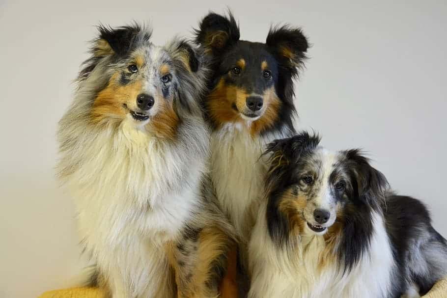 shetland-sheepdog-dogs-portrait-pets
