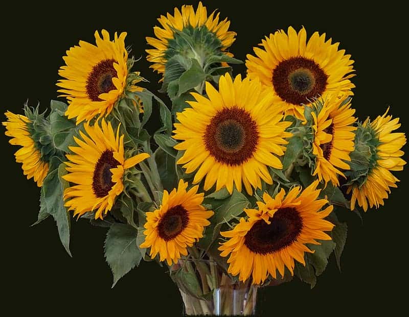 yellow-sunflower-in-clear-glass-vase