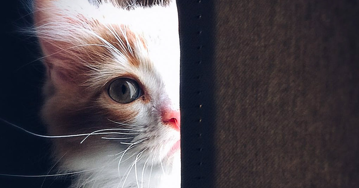 Unbelievable Pets