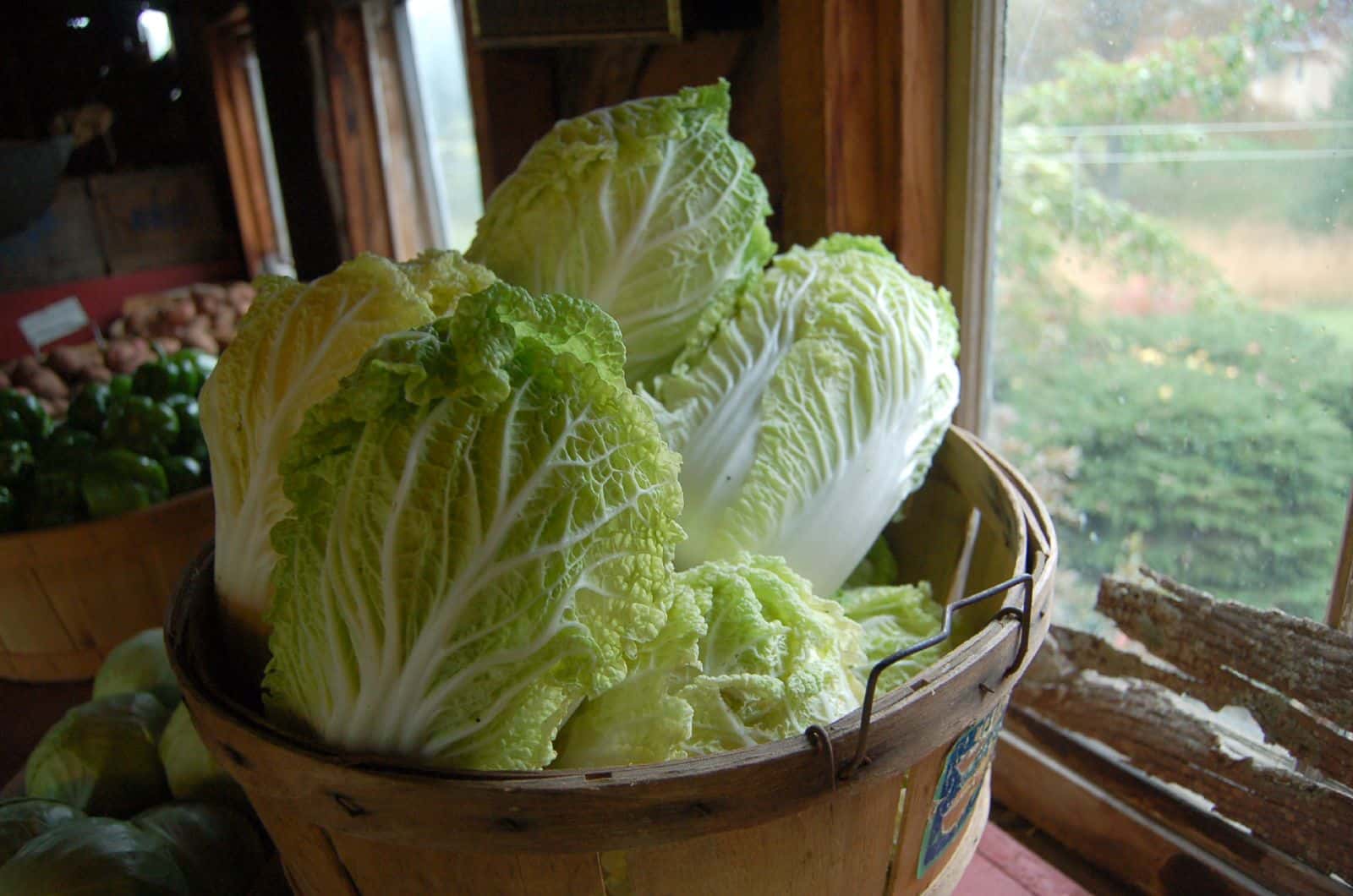 #44 I "Like" Cabbage.