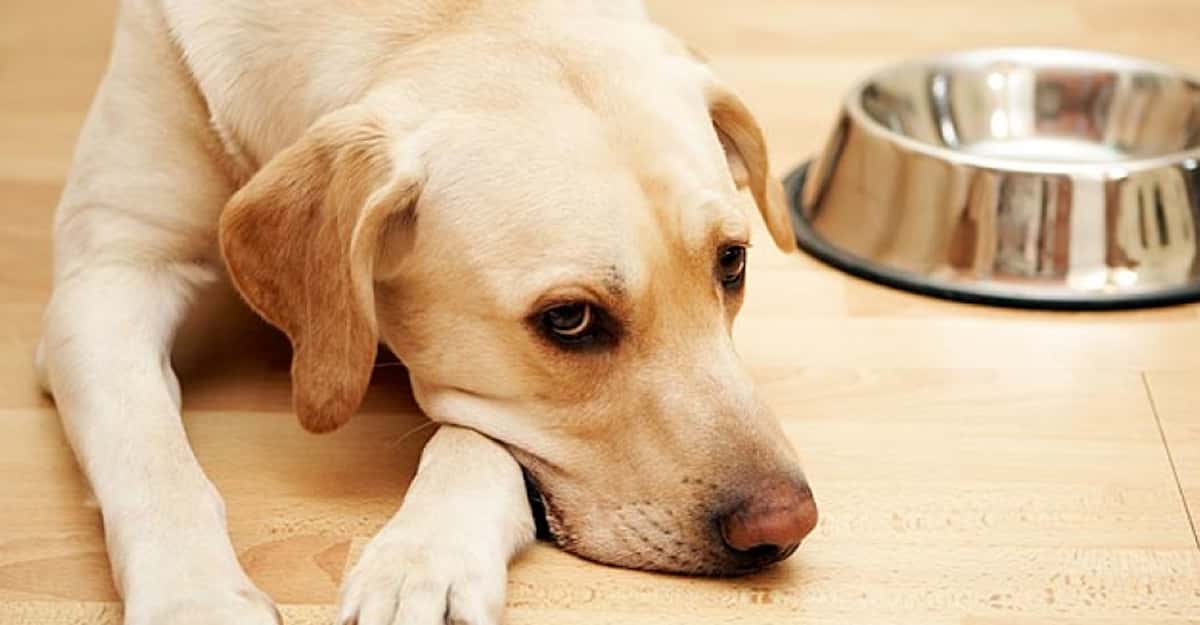 why do dogs want human food reddit